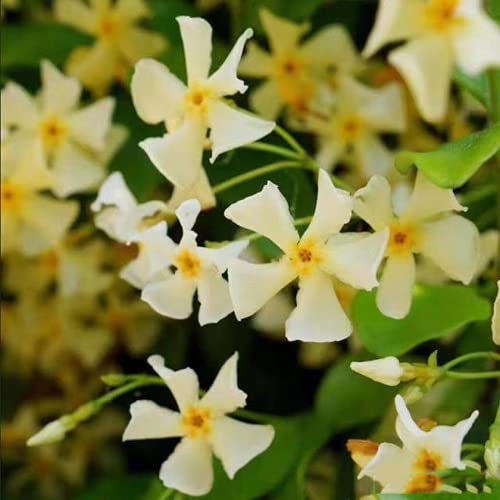 CHTING 100 Jasmin-Samen, seltene Sorte, Windmühle, Jasmin, hohe Sichtbarkeit, Kunstwerk, mehrjährige Kräuterblumen, für Zuhause, Garten, Terrasse von CHTING