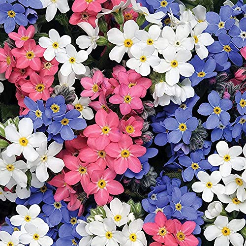 CHTING 100 Stück Gemischte Vergissmeinnicht-Samen Mehrjährige Blumen Duft Verführerisch Attract Biene Schmetterling Offene Bestäubung Dekoration Garten von CHTING