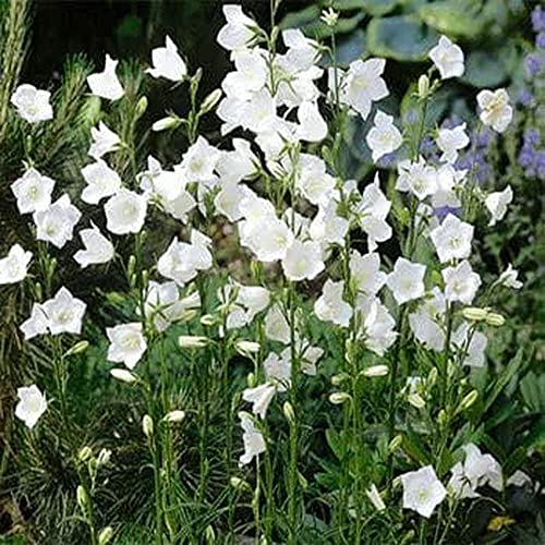 CHTING 100 Stück Weißer Campanula-Samen Mehrjähriger Immergrüner Strauch Für Die Außenbepflanzung Starke Anpassungsfähigkeit Schnelles Wachstum Beliebt Bei Den Menschen von CHTING