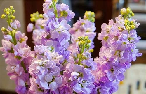 CHTING 100Pcs Light Purple Snapdragon Seeds Mehrjährige Blumen Für Die Bepflanzung Im Freien Wartungsarm Geeignet Für Anfänger Gärtner von CHTING