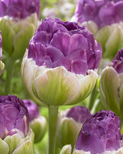 CHTING 12 Stück Tulpenzwiebeln neue und aufregende lila Eiscreme-Blumenzwiebeln Geruch aromatisch Outdoor Hof Terrasse Natürliches Wachstum Attraktiv Stop und Bewunderung von CHTING