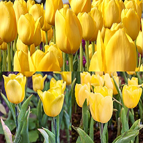 CHTING 12 Stück magische Farben Tulpenzwiebeln, gelbe Blumen, einfach zu pflegen, Pflanzen im Garten bringen Sinn der Erfüllung von CHTING