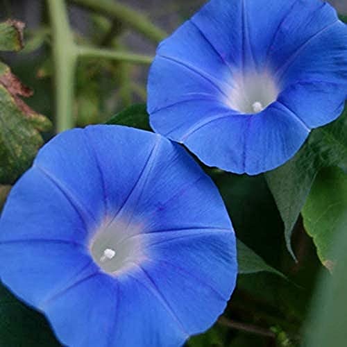 CHTING 200 Stück Blue Morning Glory Seeds Klettern Rebe Blume Schnell Wachsen Für Garten Balkon Pflanzen Einzigartige Gartenlandschaft von CHTING