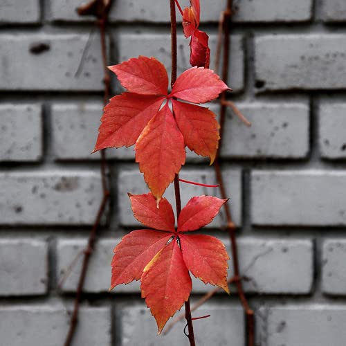 CHTING 200 Stück Parthenocissus Tricuspidata Samen Pflanzen Einfaches Natürliches Wachstum Laubbaum Blumenbeet Und Hochbeet Dekoration Wahl von CHTING