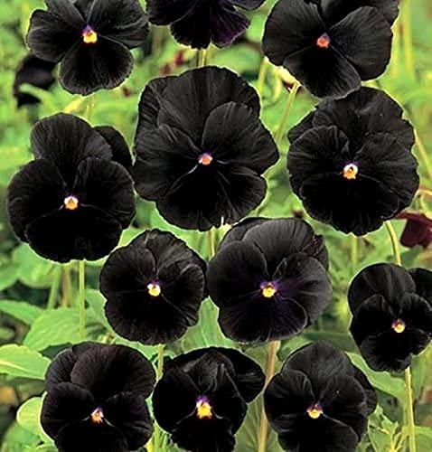 CHTING 200 Stück Schwarz Stiefmütterchen Samen Seltene Blumensorten Produzieren Eine Große Anzahl Atemberaubender Blumen Für Eine Lebendige Darstellung Im Innen- Und Außenbereich von CHTING
