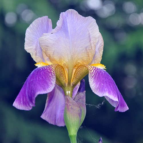 CHTING 5 Stück Duftende Schwertlilie Zwiebeln schöne und natürlich wachsende frische Sorte Iris Zwiebeln selbstgepflückte Schnittblumen zur Dekoration von CHTING
