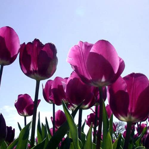 CHTING 5 Stück auffällige lila Tulpenzwiebeln, kältebeständig, haben einen leichten Duft mit bestem visuellen Effekt, fügen Sie Farbe Vitalität hinzu und verschönern Sie Ihr Haus und Garten. von CHTING