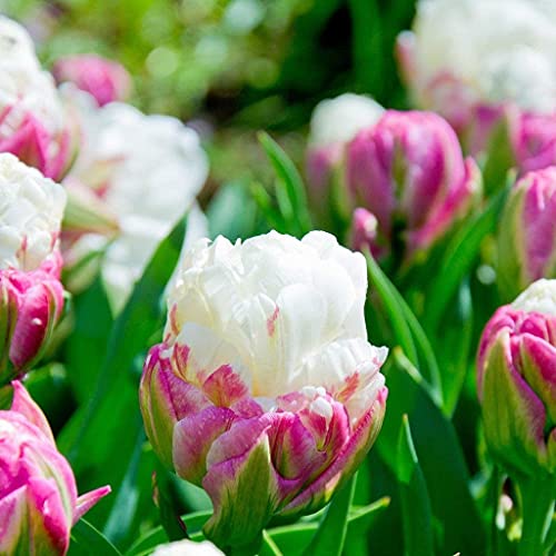 CHTING 5 x Tulpenzwiebeln, Eiscreme, magisches Aussehen, schaffen einen klassischen Garten, eine tolle Ergänzung für jeden Garten, der weit bepflanzt wird. von CHTING