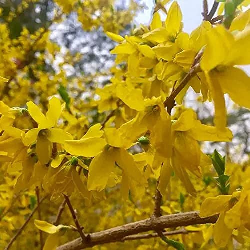 CHTING 50 Stück Forsythie Samen Mehrjährige Strauchsamen Für Die Außenbepflanzung Charmantes Aroma Das Schmetterlinge Anzieht Einzigartige Gartenlandschaft von CHTING