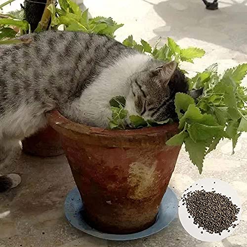 CHTING 50 Stück Katzenminze Samen Erbstück Gezackte Blätter Symbolisieren Liebe, Die Niemals Verblasst Beste Wahl Für Den Heimanbau Von Zierkräutern von CHTING