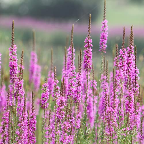 CHTING 50 Stück Rosa Lavendelsamen Blühen Am Stiel Genießen Sie Den Frischen Duft Von Lavendel Natürlich Geeignet Für Cluster-Pflanzen Streifenbepflanzung Kann Auch von CHTING
