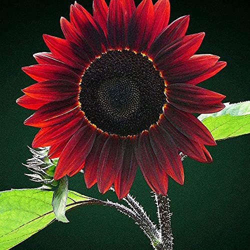 CHTING 50 Stück Schwarz Rot Sonnenblume Samen Leicht Zu Pflegen Schöne Helle Helianthus Bietet Viel Farbe In Ihrem Garten von CHTING