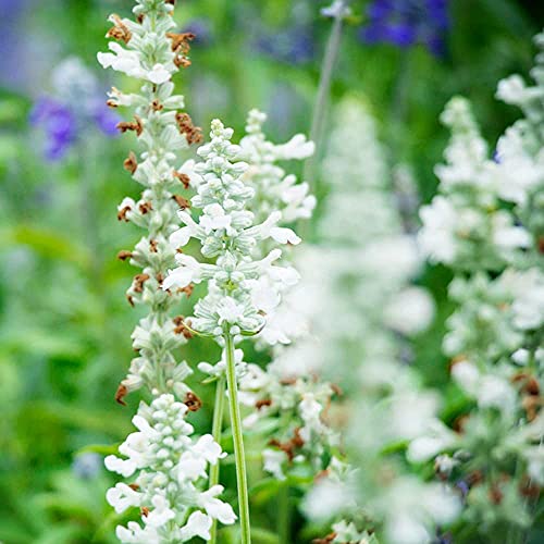 CHTING 50 Stück Spezielle Weiße Sorte Lavendel Samen Hat Die Bedeutung Des Wartens Auf Unschuldige Liebe Einfach Zu Pflanzen Überleben Einfach Gartenspaß Genießen von CHTING