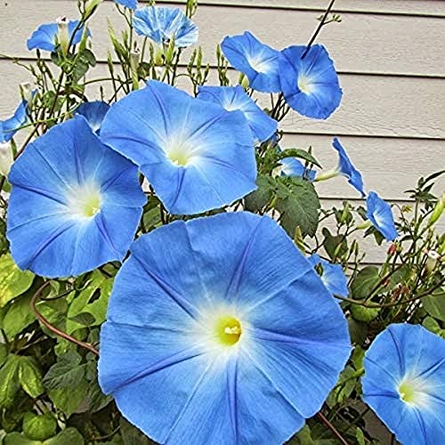 CHTING 50Pcs Heavenly Blue Petunie Samen Einzigartige Gartenarbeit Klettern Rebe Blumen Charmantes Aroma Dekorieren Gartenhöfe von CHTING
