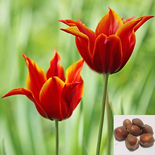 CHTING 5Stücke Mehrjährige Wunderschöne Farbe Blickfang Tulpenzwiebeln Spitze Blütenblätter Sondersorten Gemeinsame Zierblumen Im Garten von CHTING