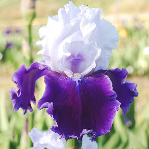 CHTING 5Stücke Seltene Schöne Irisbirne Weiße Lila Blütenblätter Schwertlilie Zwiebeln Unverzichtbare Zierblumen Für Gartenbalkone Im Innenhof Iris Zwiebeln von CHTING
