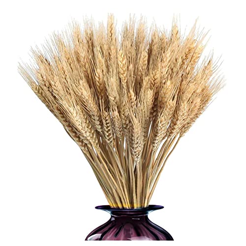 100 Stück Weizenblumen Getrocknet Natürliche Weizen Getrocknete Blumen Getrocknetes Weizengras Getrocknete Blumen für Trockenblumenstrauß Hochzeit Mittelstücke Kamin, Zuhause, Küche, Kirche, Tisch von LINONI