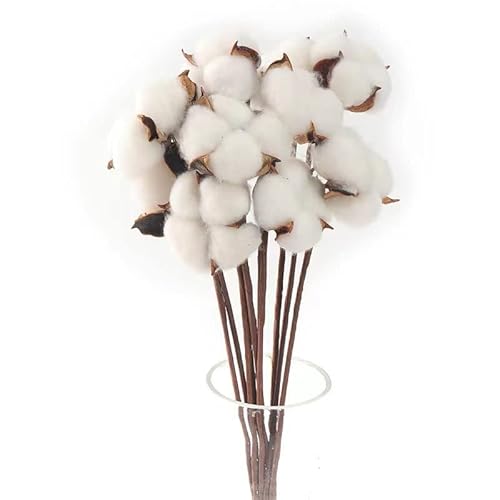 CHUANGOU Baumwolle Zweig weiß Baumwolle Deko Dried Flowers Cotton 10 Stück Weiß CHUANGOU Baumwolle Zweig weiß Baumwolle Deko Dried Flowers Cotton 10 Stück Weiß von CHUANGOU