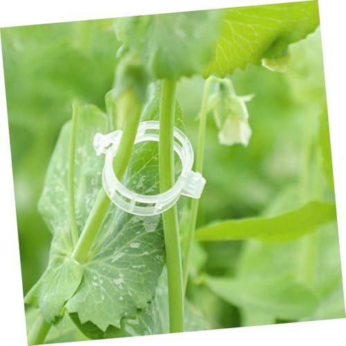 CIYODO 100 Stück Teiliges Pflanzensupport Clip aus UV Beständigem Kunststoff Transparente Rankgitter Clips für Tomaten Weinreben und Gemüse Einfache Installation Wetterfest Fördert von CIYODO