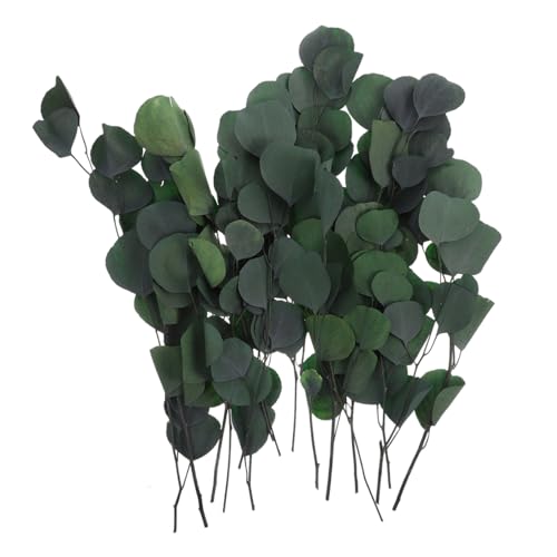 CLISPEED Getrocknete Eukalyptusblätter Stiele Natürliche Konservierte Grüne Pflanzen Langlebige Vase Dekoration für Tischarrangements Hochzeiten Party und Wohnraumgestaltung von CLISPEED