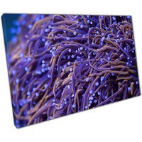Lila Euphyllia Fackel Koralle Leinwand Kunst Für Home Office Decor Lebendiges Sea Life Print Lila Euphyllia Fackel Koralle Leinwand Kunst Für Home Office Decor Lebendiges Sea Life Print von CLKPrintArt