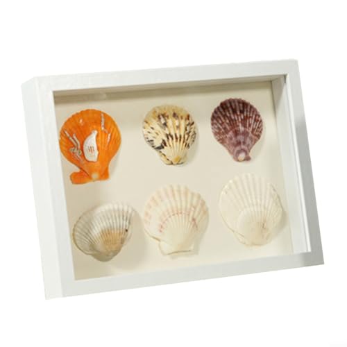 CNANRNANC Schattenbox-Rahmen, Muschel-Conch, dreidimensionale Aufbewahrungsbox, Display, Exemplar, Schattenetui, Bilderrahmen für getrocknete Blumen, DIY Handwerk (weiß) von CNANRNANC