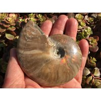 Ammonite von COCOROCRYSTAL