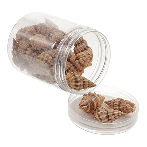 COLLBATH Aquarium Deko Muscheln Natur Conch Schalen Für Aquarien Gartendekoration Klein DIY Meer von COLLBATH