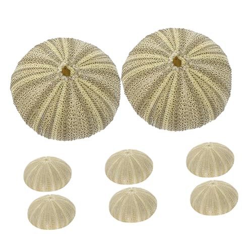 COLLBATH 8 Stück Teiliges Natürliche Seeigelgehäuse Dekorative Vase Füllstoffe Vielseitige Bastelmaterialien für DIY Aquarium Landschaftsdeko Strand Wohnraumgestaltung von COLLBATH
