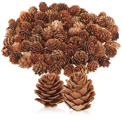 com-four® 100x Dekozapfen Lärche - Streudeko für Herbst und Winter - kleine Lärchenzapfen als Tischdekoration - Weihnachtsschmuck (100x Lärchenzapfen Natur) von com-four