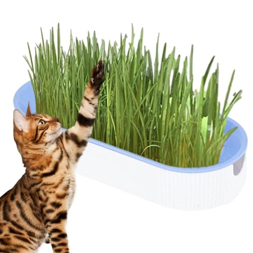 COMFOLIVING Katzengras Anzuchtset, Bodenfreies Kätzchen Pflanzset Hydrokultur Pflanzschale Katzenminze Box Katzensnacks Haarball Entfernung Tierfutter für Kindergarten, Garten, Innenbalkon und COMFOLIVING Katzengras Anzuchtset, Bodenfreies Kätzchen Pflanzset Hydrokultur Pflanzschale Katzenminze Box Katzensnacks Haarball Entfernung Tierfutter für Kindergarten, Garten, Innenbalkon und von COMFOLIVING