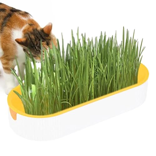 COMFOLIVING Katzengras Anzuchtset, Bodenfreies Kätzchen Pflanzset Hydrokultur Pflanzschale Katzenminze Box Katzensnacks Haarball Entfernung Tierfutter für Kindergarten, Garten, Innenbalkon und COMFOLIVING Katzengras Anzuchtset, Bodenfreies Kätzchen Pflanzset Hydrokultur Pflanzschale Katzenminze Box Katzensnacks Haarball Entfernung Tierfutter für Kindergarten, Garten, Innenbalkon und von COMFOLIVING