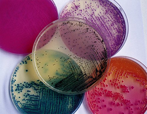 CONDA LABORATOIRES 777477 Agar industriel von CONDA LABORATOIRES