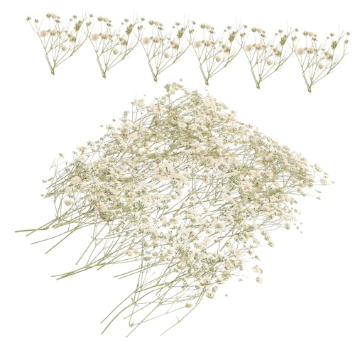 CONGARTENO Trockenblumenstrauß Schleierkraut Getrocknet Natürlicher DIY Pflanzenstrauß Vase Füllmaterial Hochzeit Party Dekoration Langlebig Pflegeleicht CONGARTENO Trockenblumenstrauß Schleierkraut Getrocknet Natürlicher DIY Pflanzenstrauß Vase Füllmaterial Hochzeit Party Dekoration Langlebig Pflegeleicht von CONGARTENO