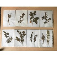 Altes Herbarium, Getrocknete Blätter, Schularbeiten Aus Den 60Er Jahren von CONTRASTES