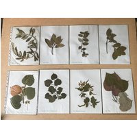 Altes Herbarium, Getrocknete Blätter, Schularbeiten Aus Den 60Er Jahren von CONTRASTES
