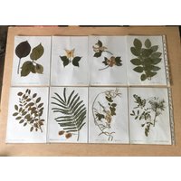 Altes Herbarium, Getrocknete Blätter, Schularbeiten Aus Den 60Er Jahren von CONTRASTES