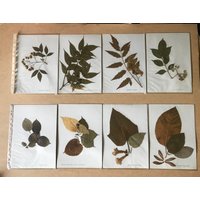 Altes Herbarium, Getrocknete Blätter, Schularbeiten Der 60Er Jahre von CONTRASTES
