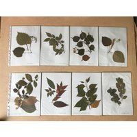 Altes Herbarium, Getrocknete Blätter, Schularbeiten Der 60Er Jahre von CONTRASTES