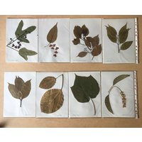 Altherbisch, Getrocknete Blätter, Schularbeit 60Er Jahre von CONTRASTES