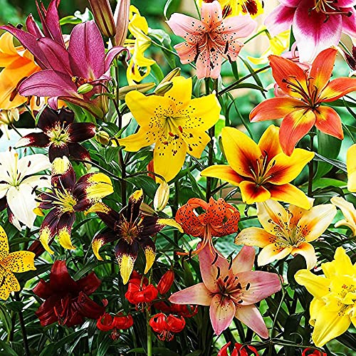 COOTO Garden 15x Lilien zwiebeln mix Lilien blumenzwiebeln Gartenblumen mehrjährig Lilien winterhart Blumenzwiebeln frühling von COOTO