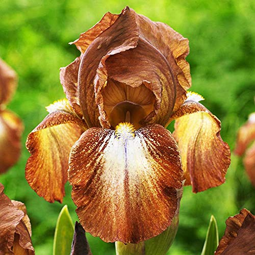 COOTO Garden 1x Iris rhizom Bart Iris Gartenpflanzen Schwertlilien knollen Iris pflanze Germanica Merry Oakes von COOTO