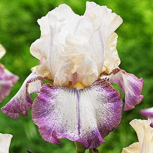 COOTO Garden 1x Iris rhizom Bart Iris Schwertlilien knollen Mehrjährig Iris pflanze Germanica Lucy Locket von COOTO