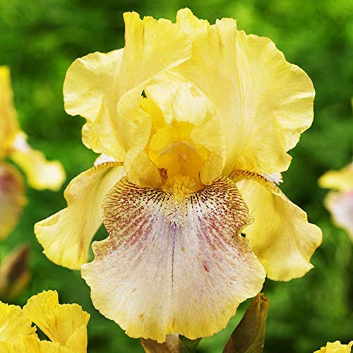 COOTO Garden 1x Iris rhizom Schwertlilie Gartenblumen Dekorative pflanzen Iris pflanze Germanica Autumn Elegance von COOTO