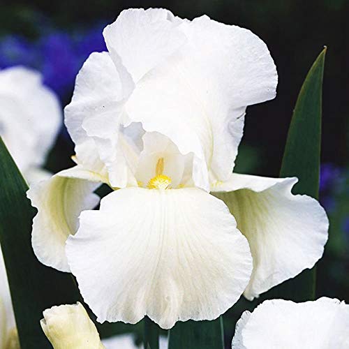 COOTO Garden 1x Iris rhizom Schwertlilie Gartenpflanzen winterhart Iris pflanze Germanica White Knight von COOTO