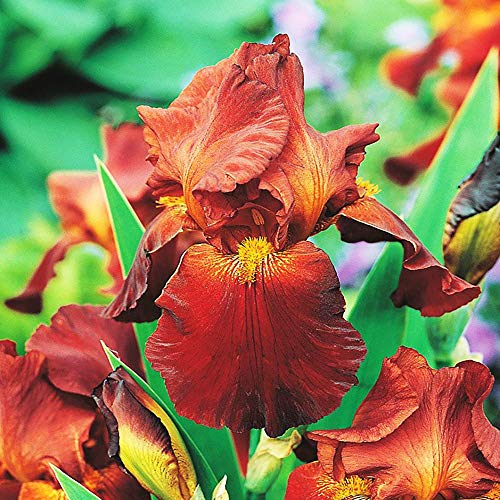 COOTO Garden 1x Iris rhizom Schwertlilie winterhart Bart Iris Gartenpflanzen Iris pflanze Germanica Sultans Palace von COOTO