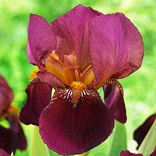 COOTO Garden 1x Iris rhizom Schwertlilien knollen Gartenpflanzen Zwiebelblume Iris pflanze Germanica Senlac von COOTO