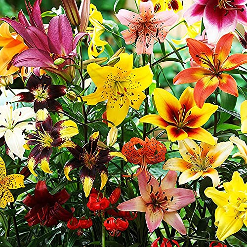 COOTO Garden 25x Lilien zwiebeln mix Blumen zwiebeln für den garten Lilienzwiebeln Dekorative pflanzen Blume gartenpflanze von COOTO