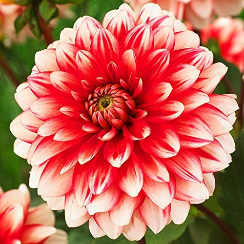 COOTO Garden Dahlien 1x dekorative Dahlie knolle Blume gartenpflanze Gartenpflanzen Dahlie Larry's Love von COOTO