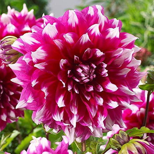 COOTO Garden Dahlien 1x dekorative Dahlie knolle Gartenpflanzen Garten Dalhien großblumig Dahlie Yarra Falls von COOTO
